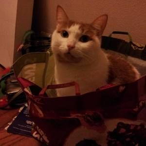 Meet your Posher, Aisha